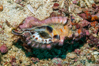 Lotoria lotoria (Black-Spotted Triton)