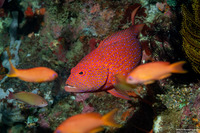 Cephalopholis miniata (Coral Grouper)