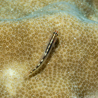 Eviota sebreei (Striped Dwarfgoby)