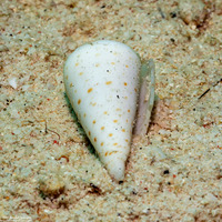 Conus pulicarius (Flea Cone)