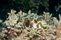 Arothron manilensis (Striped Puffer)