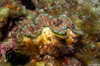 Tridacna crocea (Boring Giant Clam)