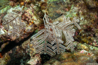 Pachyrhynchia cuppressina (Stinging Hydroid)