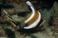 Heniochus chrysostomus (Pennant Bannerfish)
