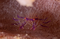 Lauriea siagiani (Hairy Squat Lobster)