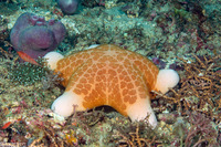 Choriaster granulatus (Granular Sea Star)