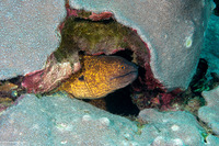 Gymnothorax flavimarginatus (Yellowmargin Moray)