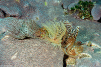 Sabellastarte spectabilis (Common Feather Duster Worm)