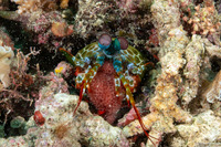 Odontodactylus scyllarus (Peacock Mantis Shrimp)