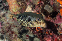 Ostracion solorense (Solor Boxfish)