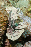 Polyfibrospongia contorta (Polyfibrospongia Contorta)