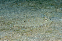 Bothus pantherinus (Panther Flounder)