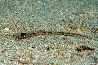 Acentronura breviperula (Shortpouch Pygmy Pipehorse)