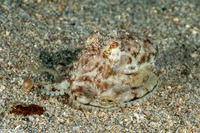 Amphioctopus marginatus (Coconut Octopus)
