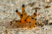 Thecacera sp.1 (Black-Tipped Thecacera)