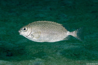 Siganus spinus (Scribbled Rabbitfish)