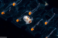 Argonauta hians (Paper Nautilus)