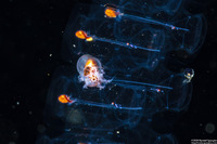 Argonauta hians (Paper Nautilus)