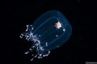 Bougainvillia sp.1 (Bougainvillia sp.1)