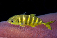 Gnathanodon speciosus (Golden Trevally)
