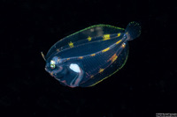 Family Bothidae (Larval Flounder)