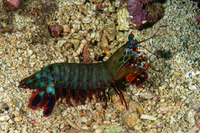 Odontodactylus scyllarus (Peacock Mantis Shrimp)