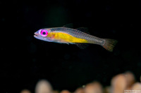Bryaninops natans (Pinkeye Goby)