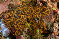 Botryllus sp.5 (Botryllus sp.5)