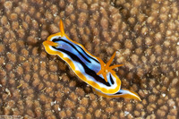 Chromodoris strigata (Streaked Chromodoris)