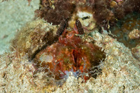 Lysiosquilla lisa (Lisa's Mantis Shrimp)
