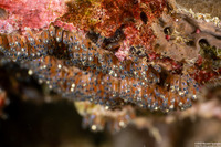 Amphiprion clarkii (Clark's Anemonefish)