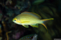 Pseudanthias squamipinnis (Scalefin Anthias)