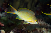 Pseudanthias squamipinnis (Scalefin Anthias)