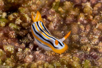 Chromodoris colemani (Coleman's Chromodoris)