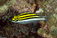 Scolopsis bilineata (Bridled Monocle Bream)