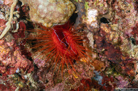 Ctenoides ales (Electric Fileclam)