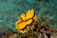 Polycarpa aurata (Ink-Spot Sea Squirt)