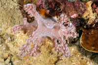 Miamira alleni (Allen's Ceratosoma)