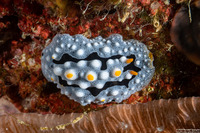 Phyllidia exquisita (Exquisite Phyllidia)