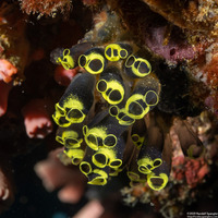 Clavelina robusta (Robust Clavelina)