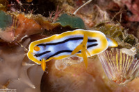 Chromodoris strigata (Streaked Chromodoris)