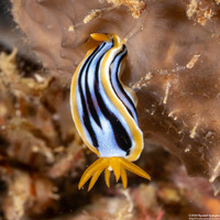 Chromodoris strigata (Streaked Chromodoris)