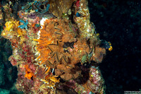 Lopha cristagalli (Cock's Comb Oyster)