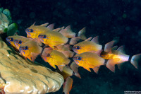 Ostorhinchus aureus (Ringtailed Cardinalfish)