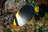 Chaetodontoplus mesoleucus (Vermiculated Angelfish)