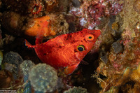 Pteragogus cryptus (Cryptic Wrasse)