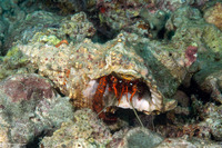 Dardanus megistos (White-Spotted Hermit Crab)