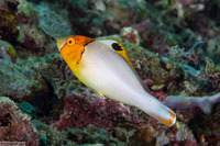Cetoscarus ocellatus (Spotted Parrotfish)