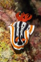 Chromodoris magnifica (Magnificent Chromodoris)