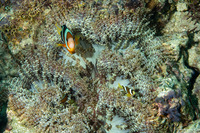 Heteractis aurora (Beaded Sea Anemone)